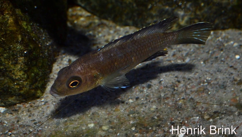 Maylandia melissa 'Chewere'